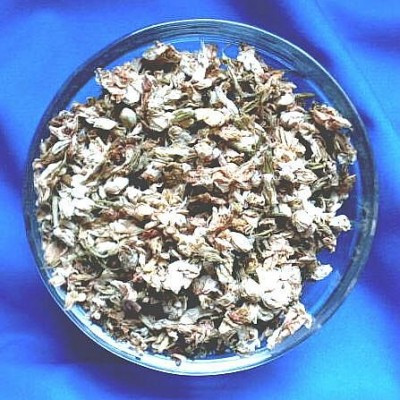 Jasminblüten (Jasminum sambac)
